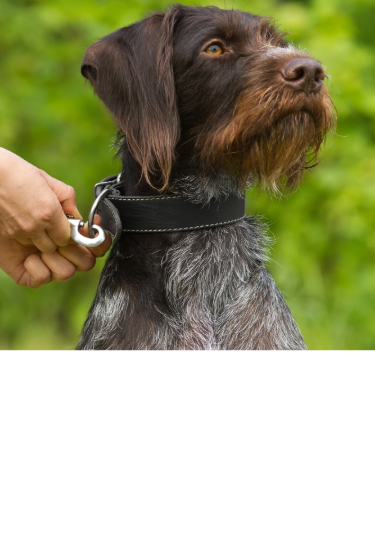 German Wirehaired Pointer looking into the distance as a leash is clipped to its collar.