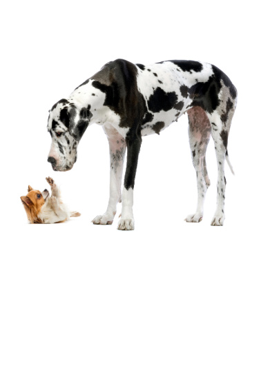 Great Dane sniffing and playfully interacting with a Chihuahua.