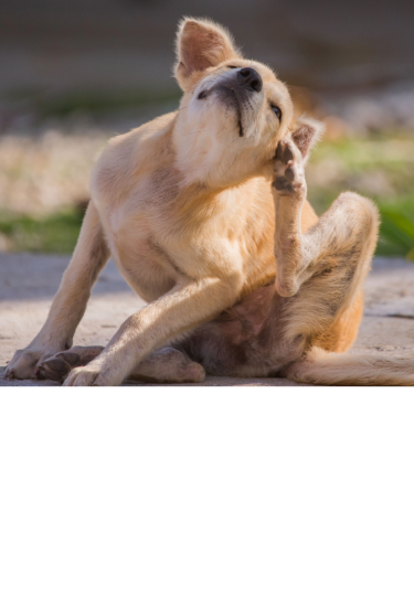 Mixed-breed dog scratching its ear outside, showing signs of fleas.