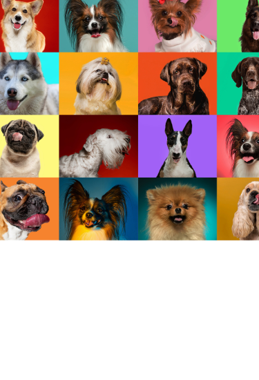 Collage of 16 popular dog breeds, showcasing a variety of sizes, colors, and coat types.