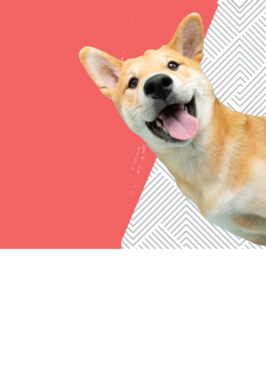 Shiba Inu peeking out from behind a wall, playing peek-a-boo against a colorful backdrop.