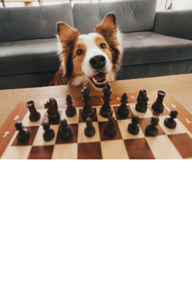 border collie dog looking happy and ready to play a game of chess, there is a chess board sitting in front of him