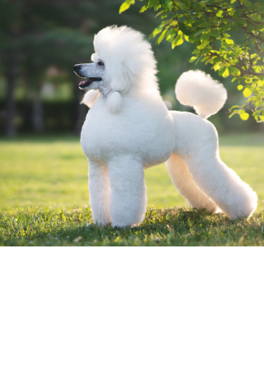 White Standard Poodle standing outdoors in the sunshine with a neatly groomed poodle haircut.