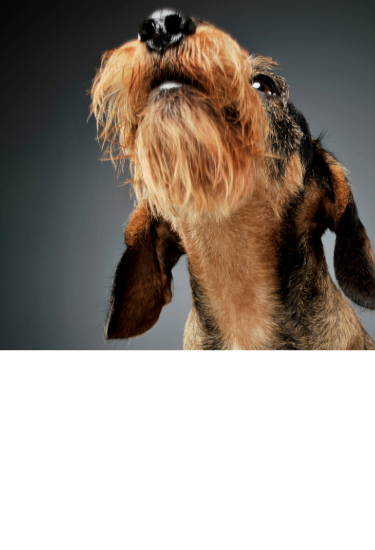 Wirehaired Dachshund sniffing and looking up attentively.
