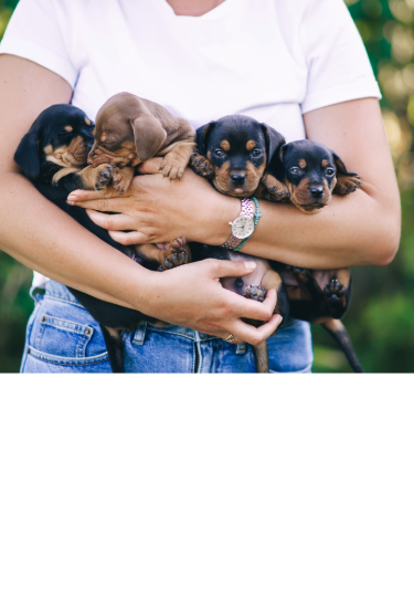Woman holding four Doberman puppies in her arms, smiling.