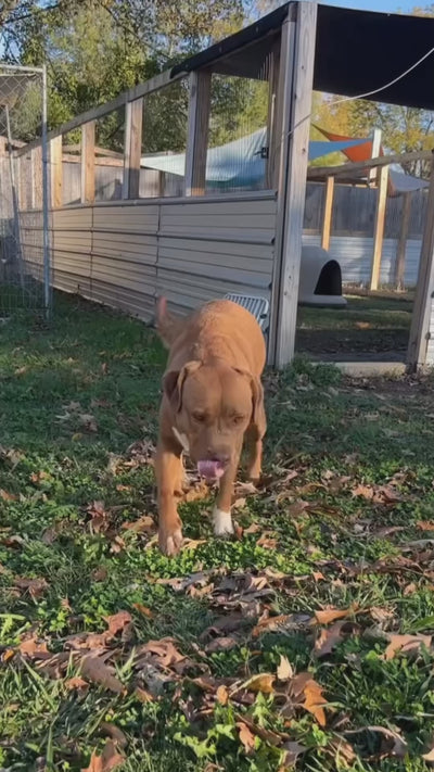 Cute older dog playing Hide&Scent sniffing games for any dog, happily moving slowly in a heartwarming moment.