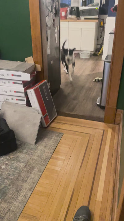 Black and white dog happily running around indoors playing Hide&Scent sniffing game for dogs.