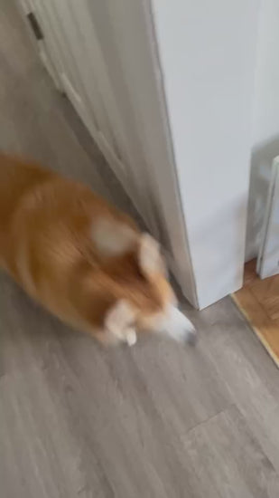 Corgi having a fun time playing Hide&Scent, the best boredom buster for dogs.