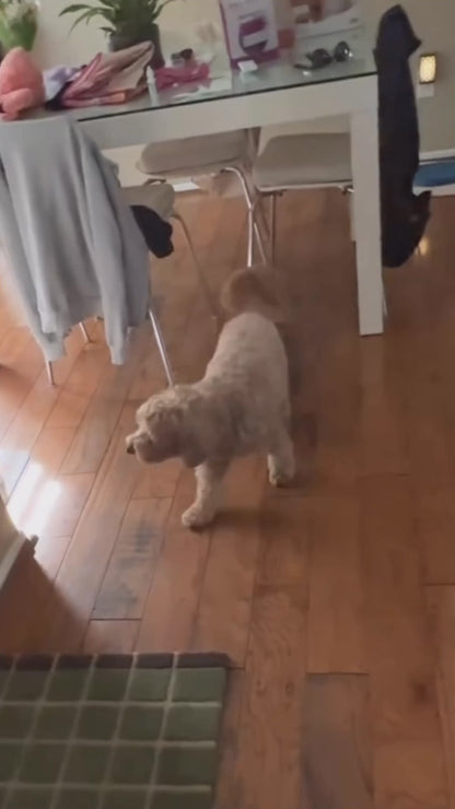 Hide&Scent Standard Edition