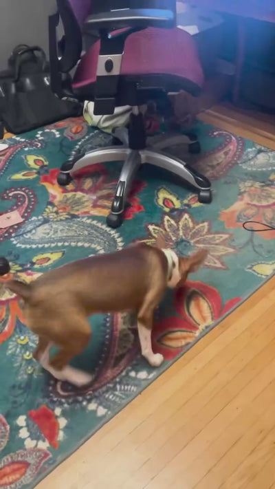Excited Basenji puppy happily playing Hide&Scent sniffing game for dogs indoors.