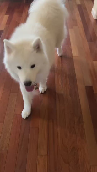 Samoyed playing Hide&Scent sniffing game for dogs indoors in an apartment, enjoying a fun and stimulating activity.