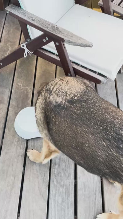Mixed-breed dog playing Hide&Scent sniffing game on a patio outdoors.