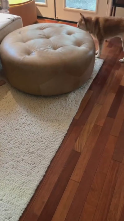 Shiba and Samoyed playing Hide&Scent sniffing games for any dog, eagerly searching for the hidden scent at the same time.